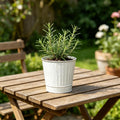 Hosley Set of 2 White Wash Metal Planters 5 Inch Rustic Farmhouse